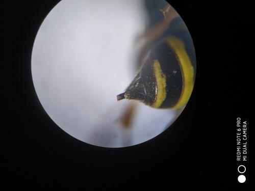 Argogorytes sp.